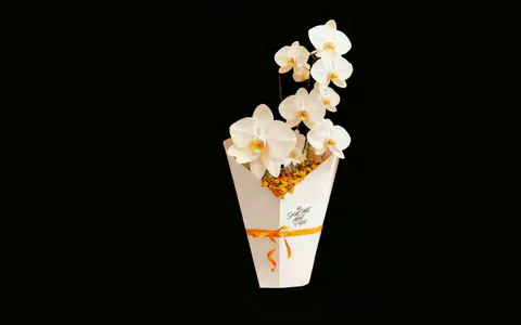 2025.9.18日 体北金茂府 花束打卡点制作安装 效果图
