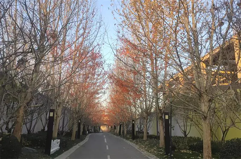 2024.11.28日 金茂智慧科学城 销售中心及实体园区树木包装 实景图